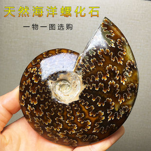 天然菊花斑彩螺生物化石玉化螺原石矿物教学标本家居桌面饰品摆件