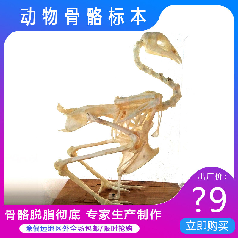 生物标本模型鸡骨骼动物教学医学畜牧兽医实验室仪器设备标本馆