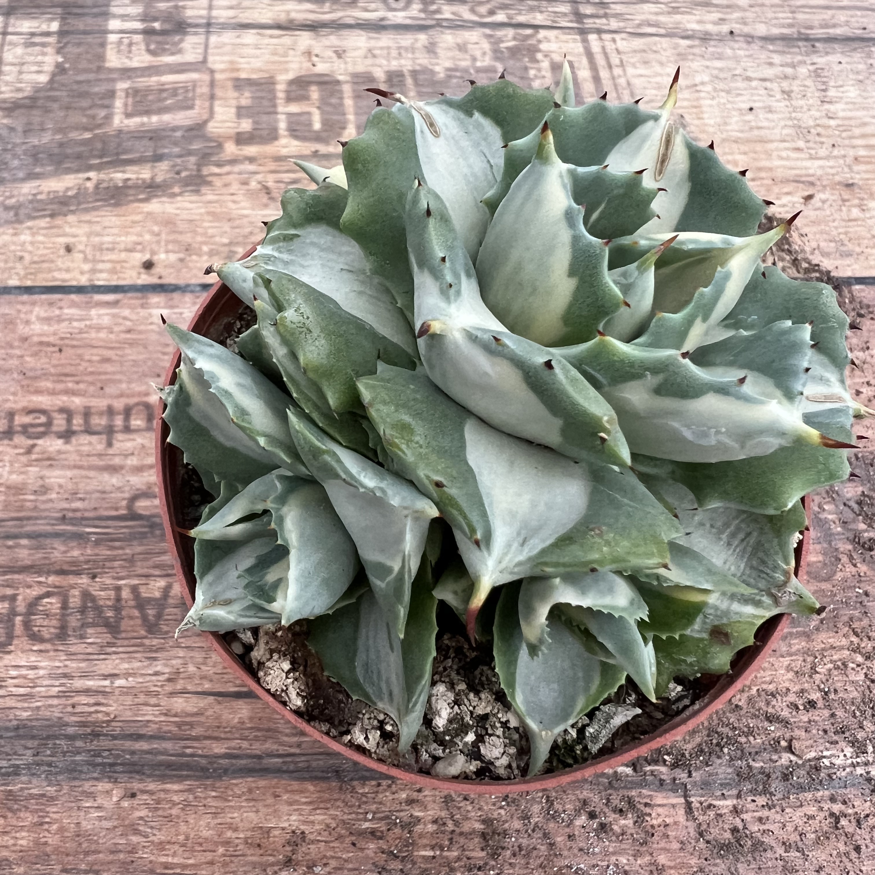 王妃雷神白中斑龙舌兰多肉植物热带盆栽花卉盆景景观搭配脱土发货