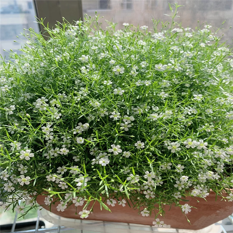 满天星花种子易爆盆正品进口吉普赛花种籽四季好养活花卉集束丸粒