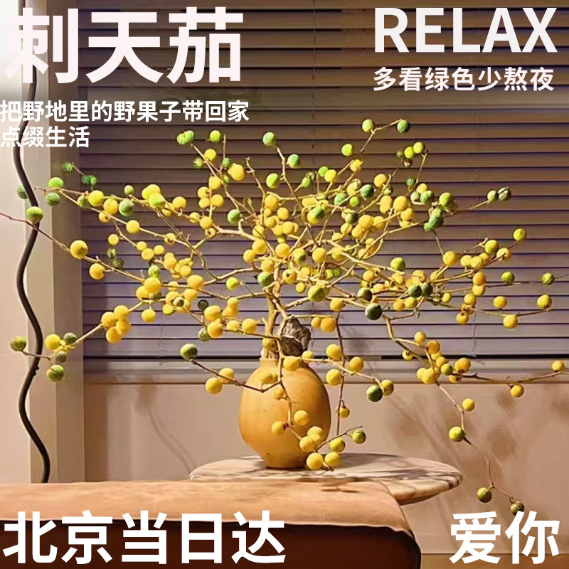 半夏森林刺天茄秋季收货果实秋季大型水培植物好养室内水养绿植