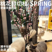 半夏森林招桃花鲜切枝鲜花礼物桌面绿植超级招财植物 女神节