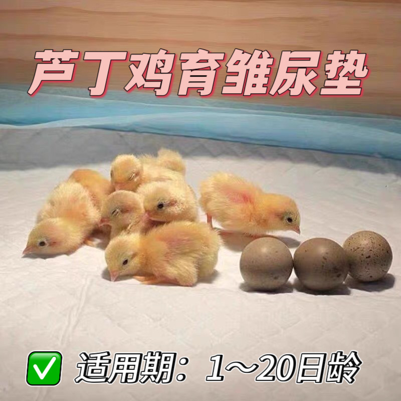 1至20日龄芦丁鸡幼鸡保温箱隔尿垫强力吸水易打理纯棉大尺寸尿垫