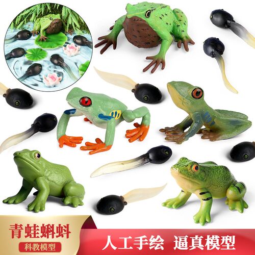 两栖动物青蛙成长周期仿真小蝌蚪