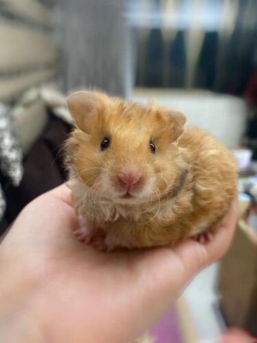 稀有巨型卷毛纯银眼线活物金丝熊