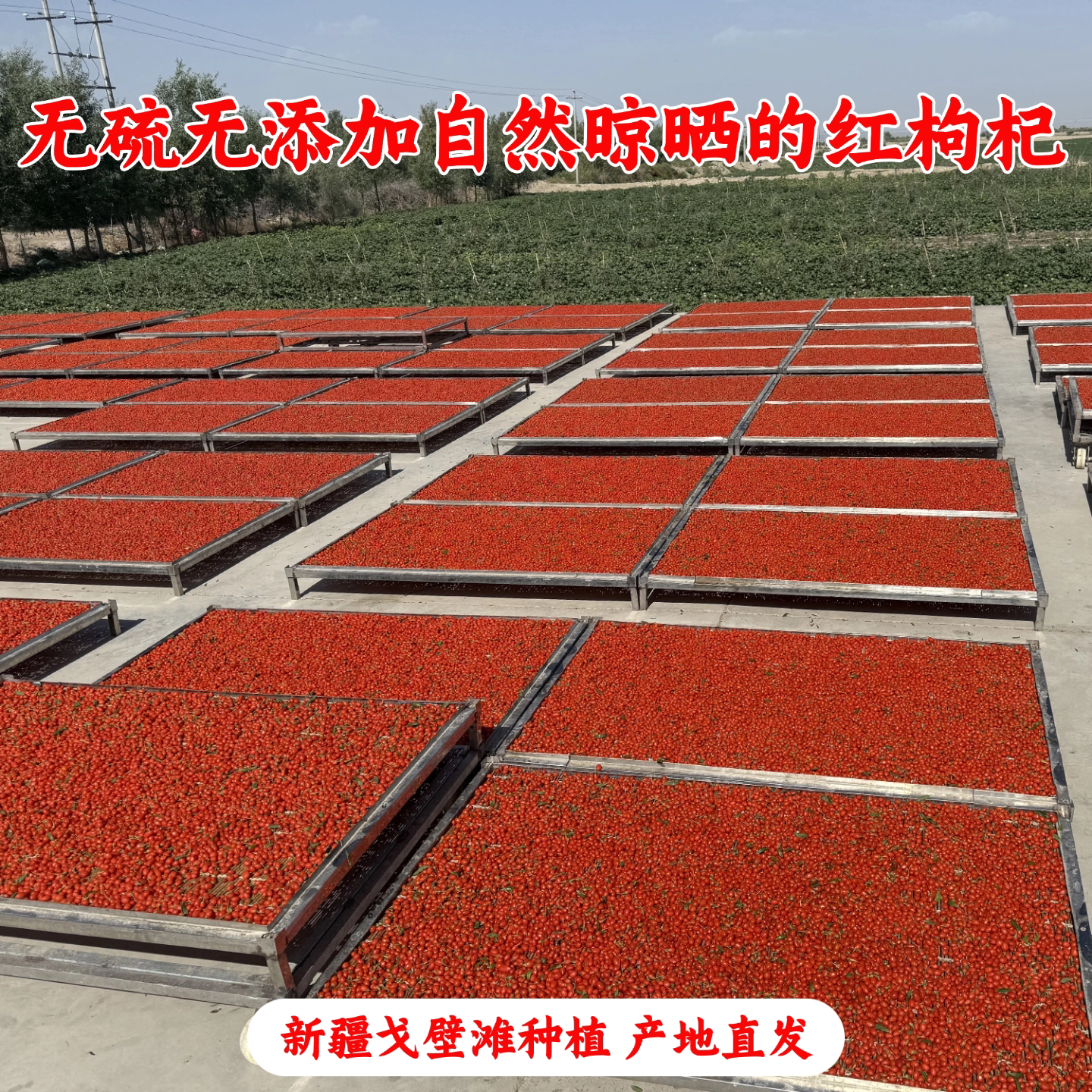 古法种植新疆无硫红枸杞无染色枸杞子中药材无碱自然晾晒产地直发