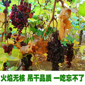 新疆自然吊干无核小葡萄干香甜古法种植无膨大自然风干无促干剂