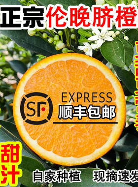 伦晚脐橙新鲜水果大果当季整箱甜橙手剥宜昌鲜橙湖北春橙秭归橙子