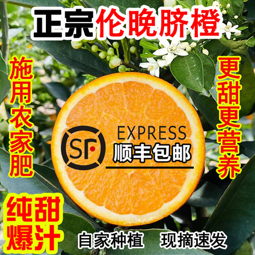 顺丰包邮现摘橙子秭归伦晚脐橙