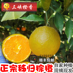 黑美人橙子新鲜10斤大果湖北宜昌脐橙水果手剥橙秭归棕橙巧克力橙