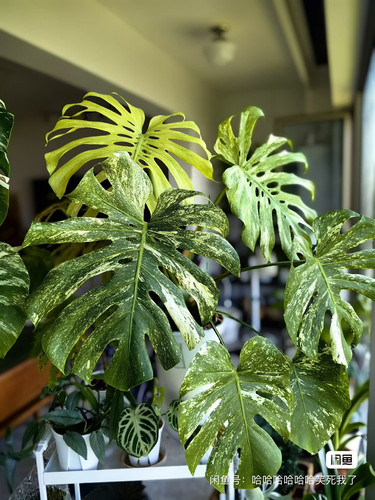 白怪兽龟背竹 天南星科观叶绿植客厅 阳台 盆栽植物