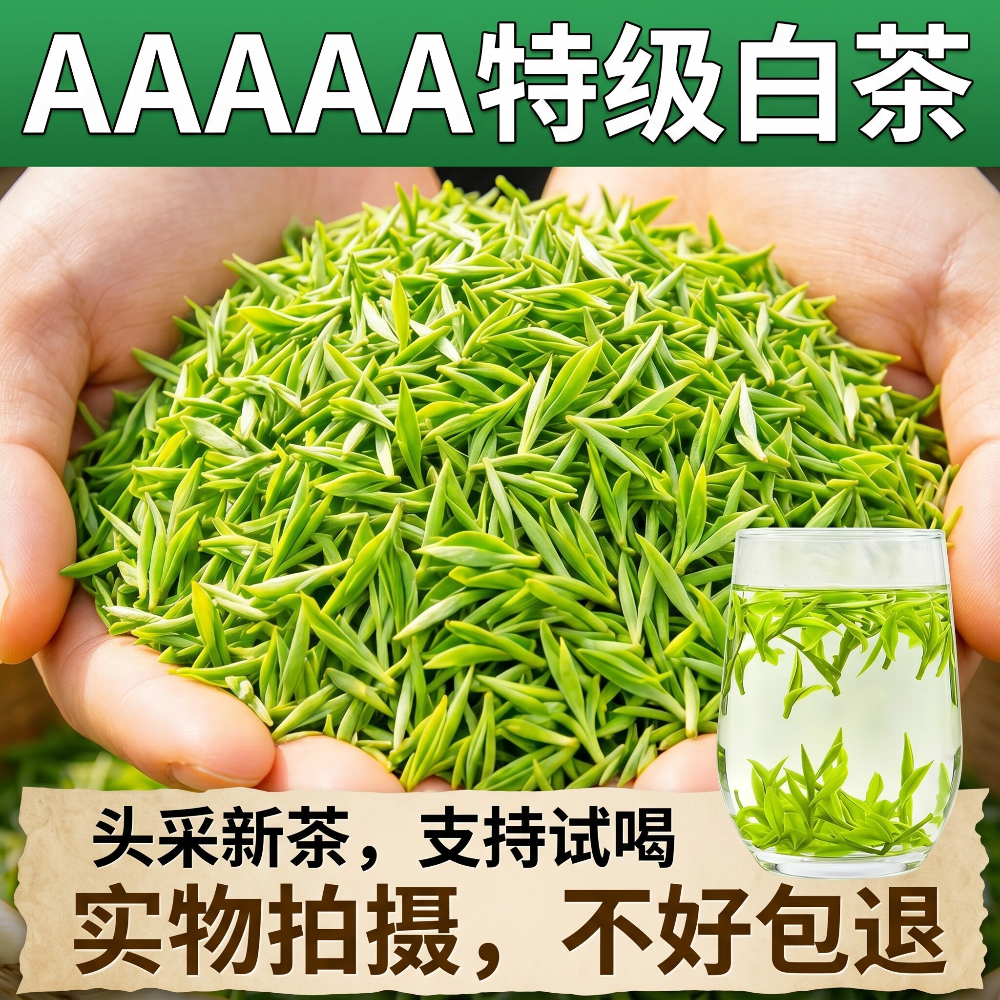 【头采全芽白茶嫩芽】2026新茶安吉云顶浓香头春明前毛尖茶天花板
