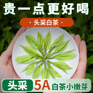 一芽一叶浙江安吉云顶白茶特级头采春茶500g罐装鲜爽回甘白茶