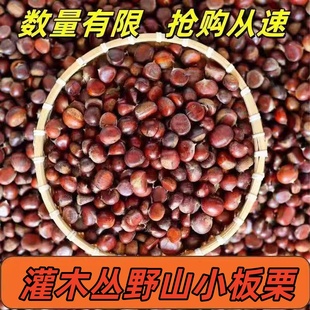 野山小板栗今年新货新鲜板栗子小油栗高山农家老品种鲜板栗生板栗