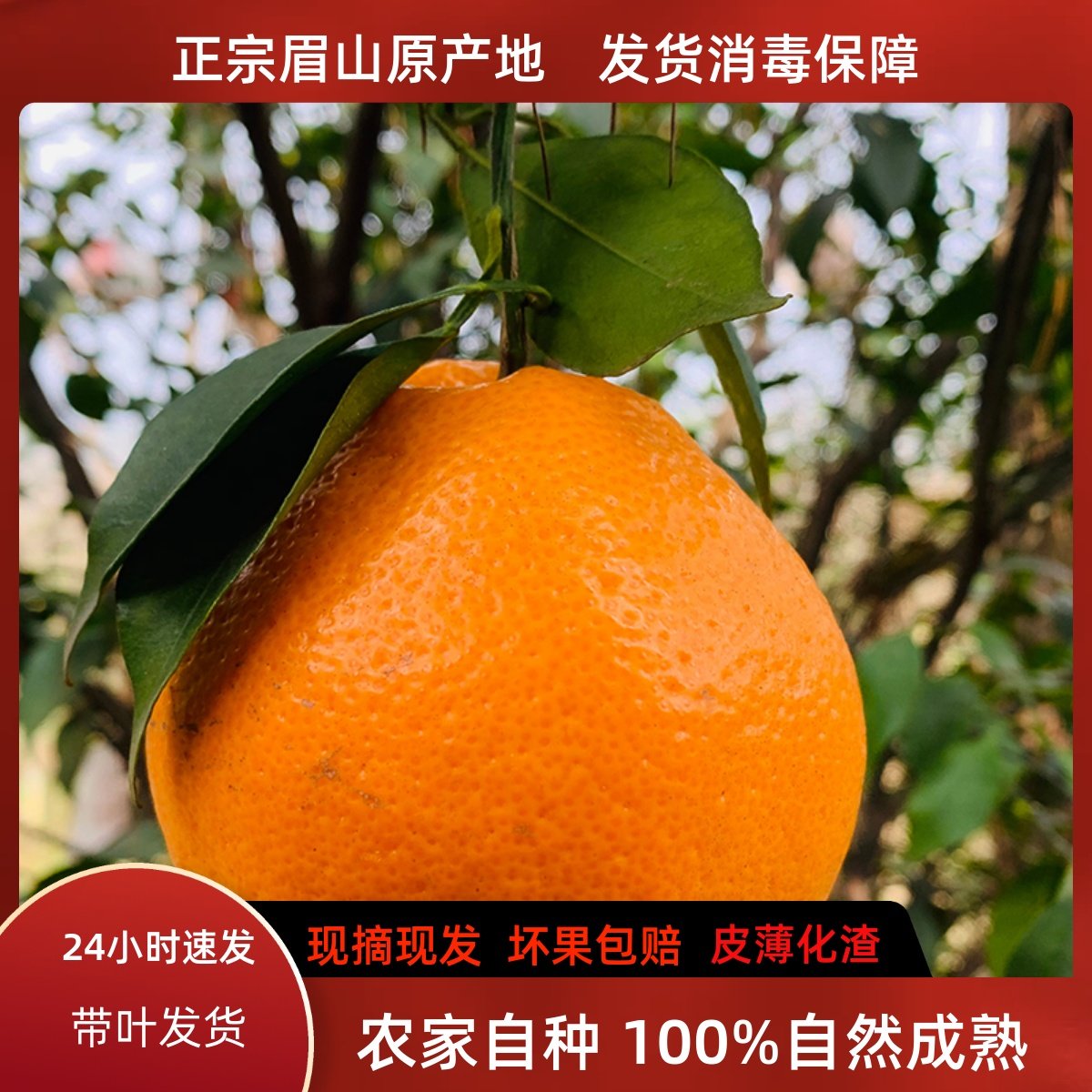 正宗四川春见耙耙柑新鲜8斤当季水果整箱时令粑粑柑橘子纯甜丑桔,水产肉类/新鲜蔬果/熟食,桔子,淘宝优惠券,粉丝福利购,淘宝优惠卷