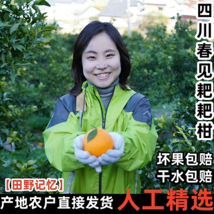 四川春见耙耙柑10斤粑粑柑橘子新鲜水果当季 整箱丑桔纯甜现摘现发