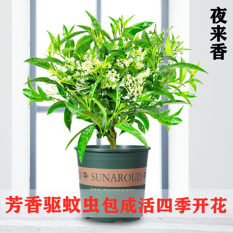 夜来香花树苗浓香型花卉室内九里香盆栽庭院驱蚊植物老桩四季开花