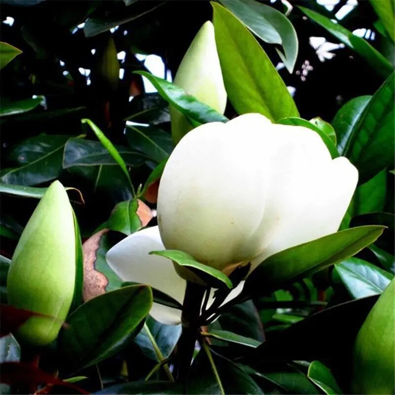 广玉兰树苗白玉兰大树小苗四季常青绿化工程苗木庭院植物行道树