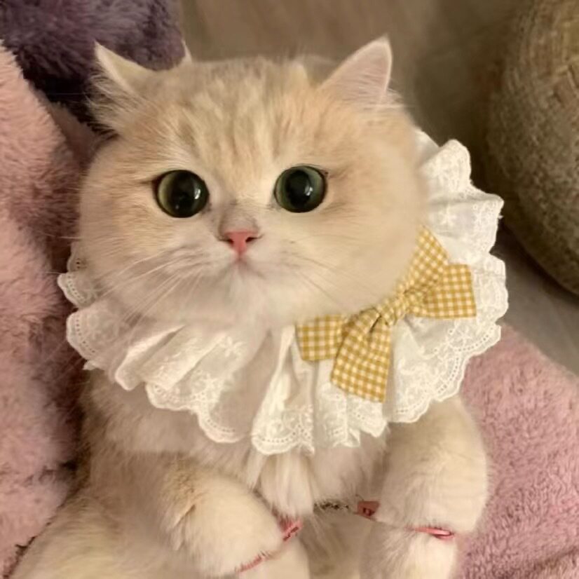 宠物配饰猫咪围脖小猫可爱围巾猫蕾丝项圈铃铛项链猫小狗项圈围兜
