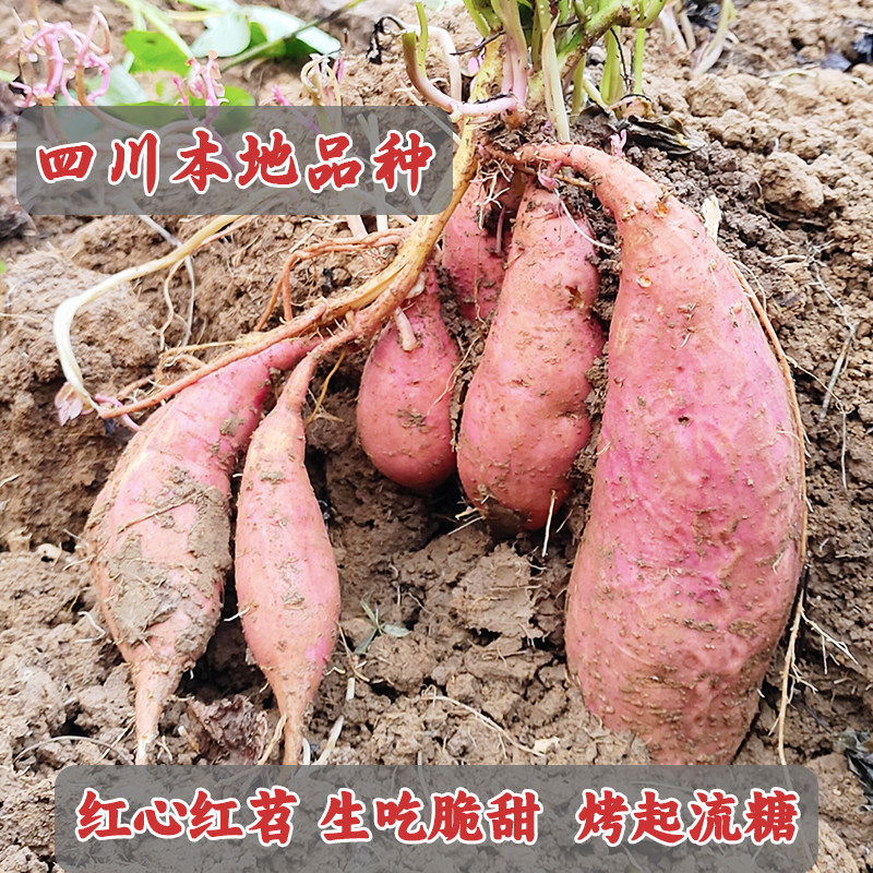 新鲜红心蜜薯老品种烤地瓜烟薯