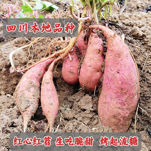 现挖农家种植新鲜红皮红心蜜薯老品种红苕番薯烤红薯用烟薯甜软糯