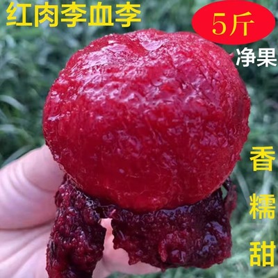 现摘红心李子风味玫瑰新鲜水果