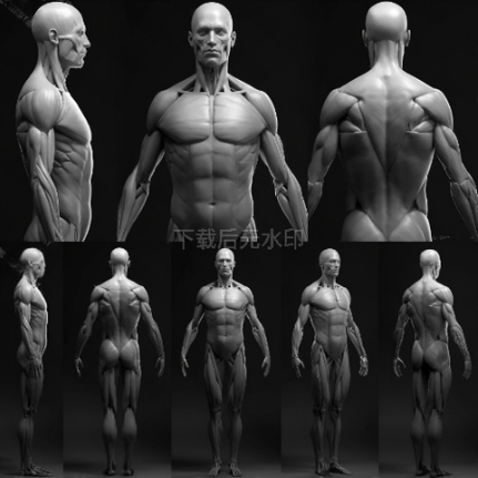人体角色3D模型男性全身肌肉结构解剖可分块人物模型Blender OBJ