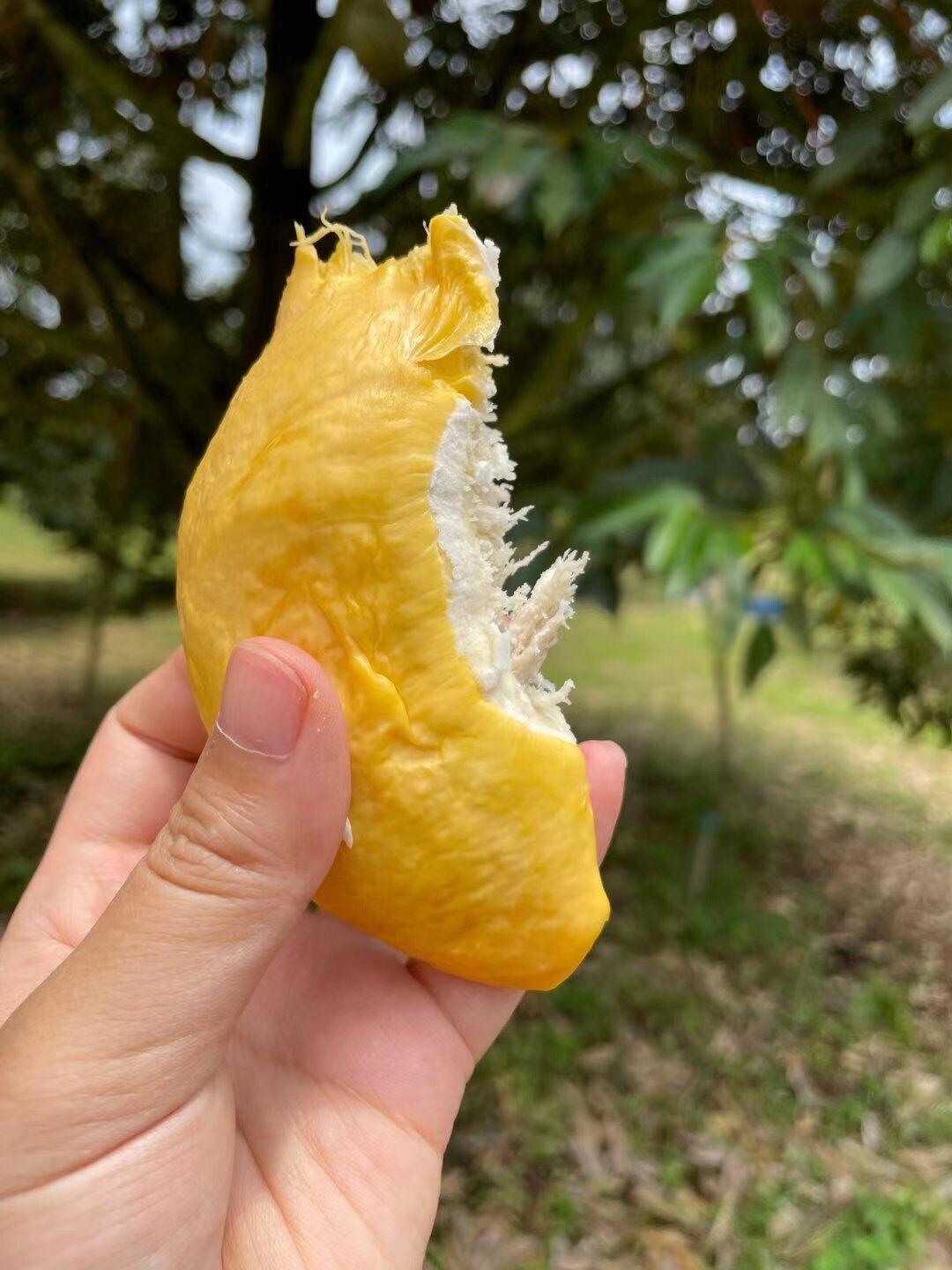 泰国进口金枕榴莲  新鲜带壳榴莲应季水果包邮