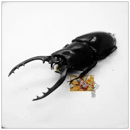 中国扁锹标本 甲虫昆虫标本