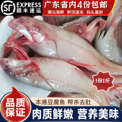 豆腐鱼龙头鱼新鲜火锅海鲜九肚鱼食用潮汕海鲜水产软骨鱼煮汤1斤