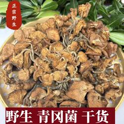 野生青冈菌四川广元特产新货野生蘑菇煲汤食鸡丝菌小鸡炖蘑菇榛蘑