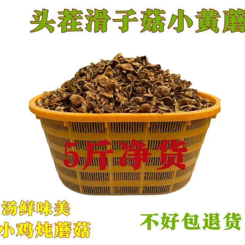 东北滑子菇剪脚干货农家小黄蘑小鸡炖蘑菇散装滑子菇煲汤蘑菇新鲜