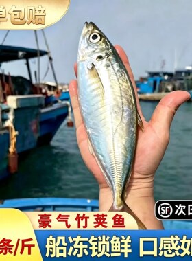 【顺丰到家】东山岛养殖刺身巴浪鱼竹夹鱼蓝圆鲹土豪巴浪鱼竹荚鱼