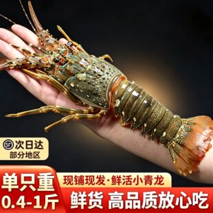 【顺丰到家】鲜活生猛小青龙龙虾海鲜水产全国充氧活发肉质香鲜甜