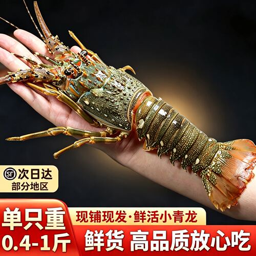 【顺丰到家】鲜活生猛小青龙龙虾海鲜水产全国充氧活发肉质香鲜甜