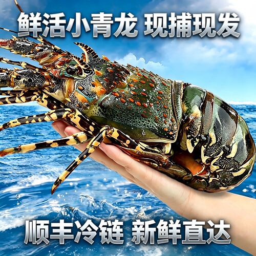 【顺丰到家】新鲜小青龙龙虾鲜活特大澳洲海鲜波士顿龙虾鲜活水产