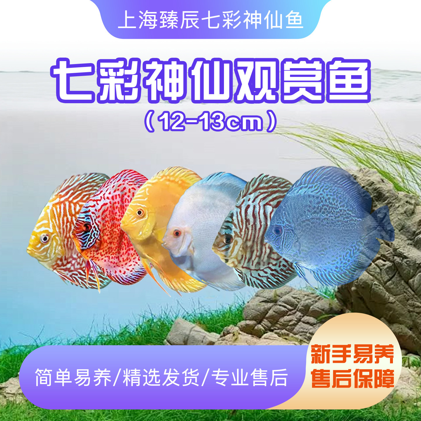 七彩神仙鱼12-13cm精品神仙鱼中小型热带观赏鱼顺丰渔场直邮七彩