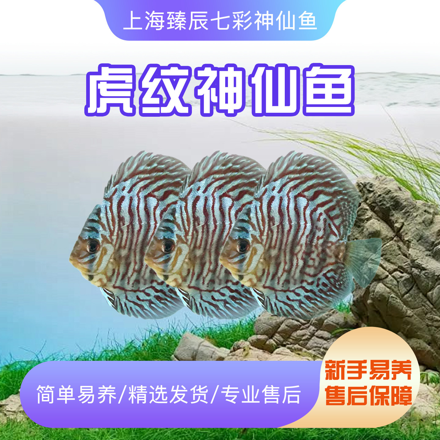精品虎纹七彩神仙鱼中小型热带观赏鱼顺丰渔场直邮活体淡水鱼七彩