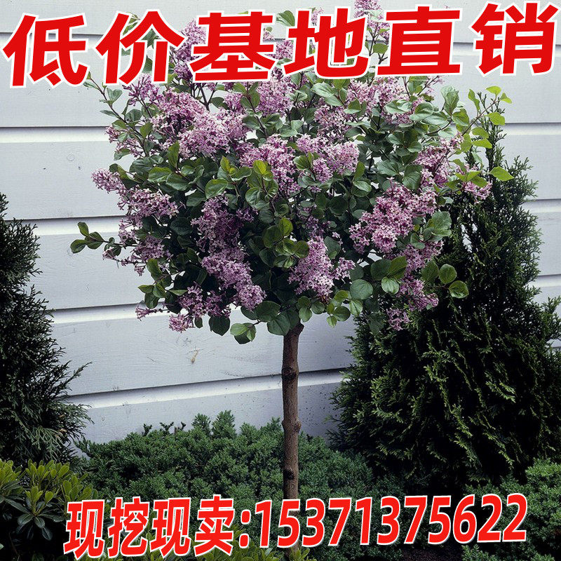 丁香花 价格 怎么样 图片