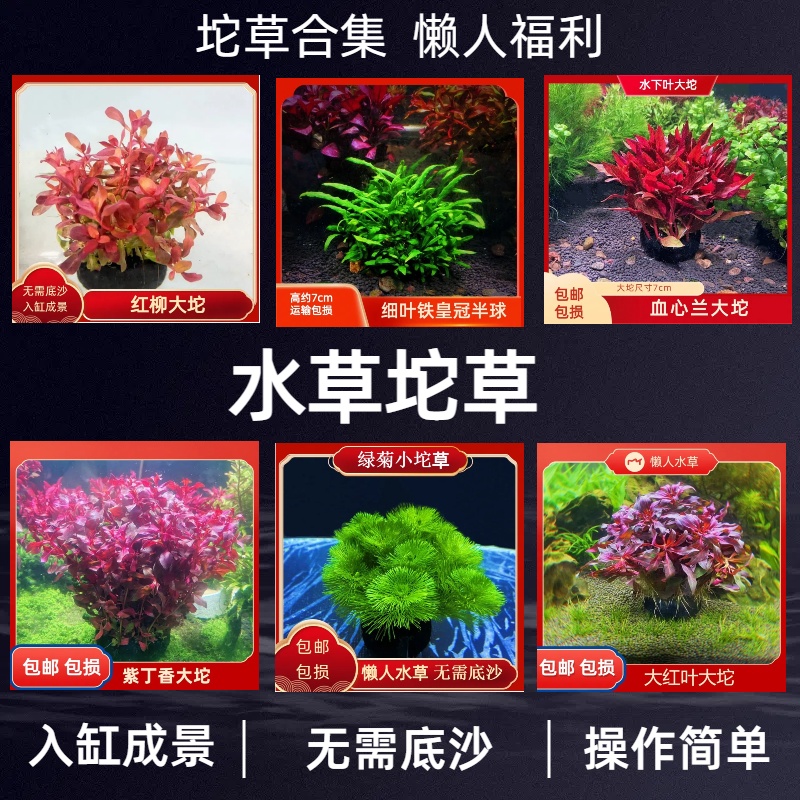 水草植物绿菊坨草鱼缸植物