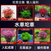 鱼缸水草植物真草活体增氧阴性淡水鱼草新手懒人绿菊造景水培坨草