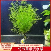 印度小竹节竹节草真水草水族箱鱼缸造景观赏新手懒人阴性水草繁殖