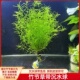 印度小竹节竹节草真水草水族箱鱼缸造景观赏新手懒人阴性水草繁殖