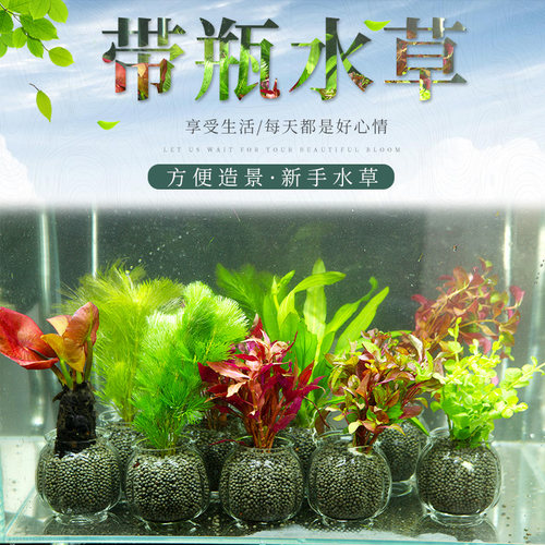 水草宝塔价格 水草宝塔图片 星期三