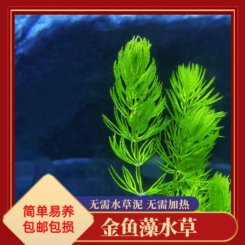 金鱼藻水草简单易养净化水质