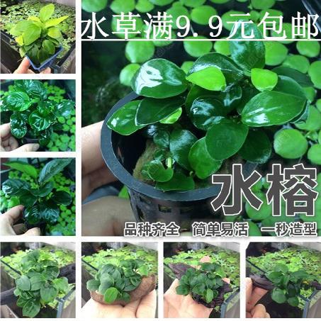 懒人活体水草小榕鱼缸水溶迷你