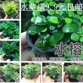 懒人活体水草小榕鱼缸水族箱辣椒迷你小黄金水溶淡水植物净化