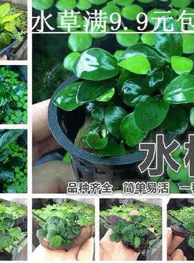 懒人活体水草小榕鱼缸水溶迷你