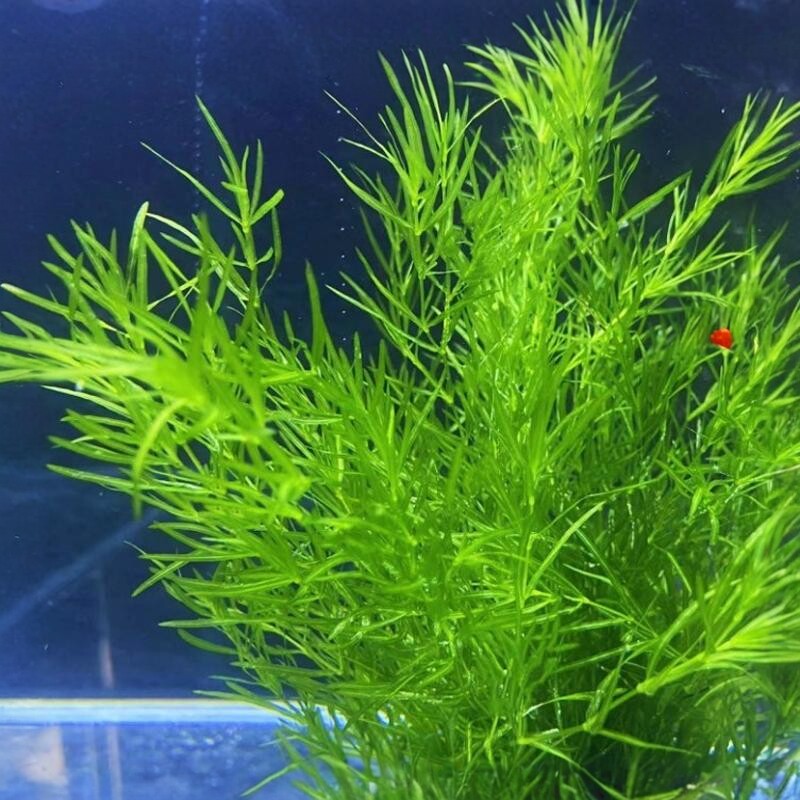 印度小竹节竹节草真水草水族箱鱼缸造景观赏新手懒人阴性水草繁殖