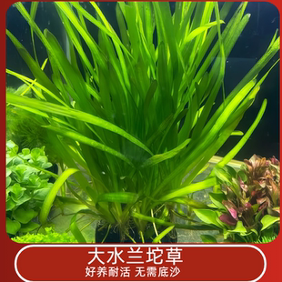真水草大水兰坨草小水兰坨草赖人好养前后景新手鱼缸造景水韭菜